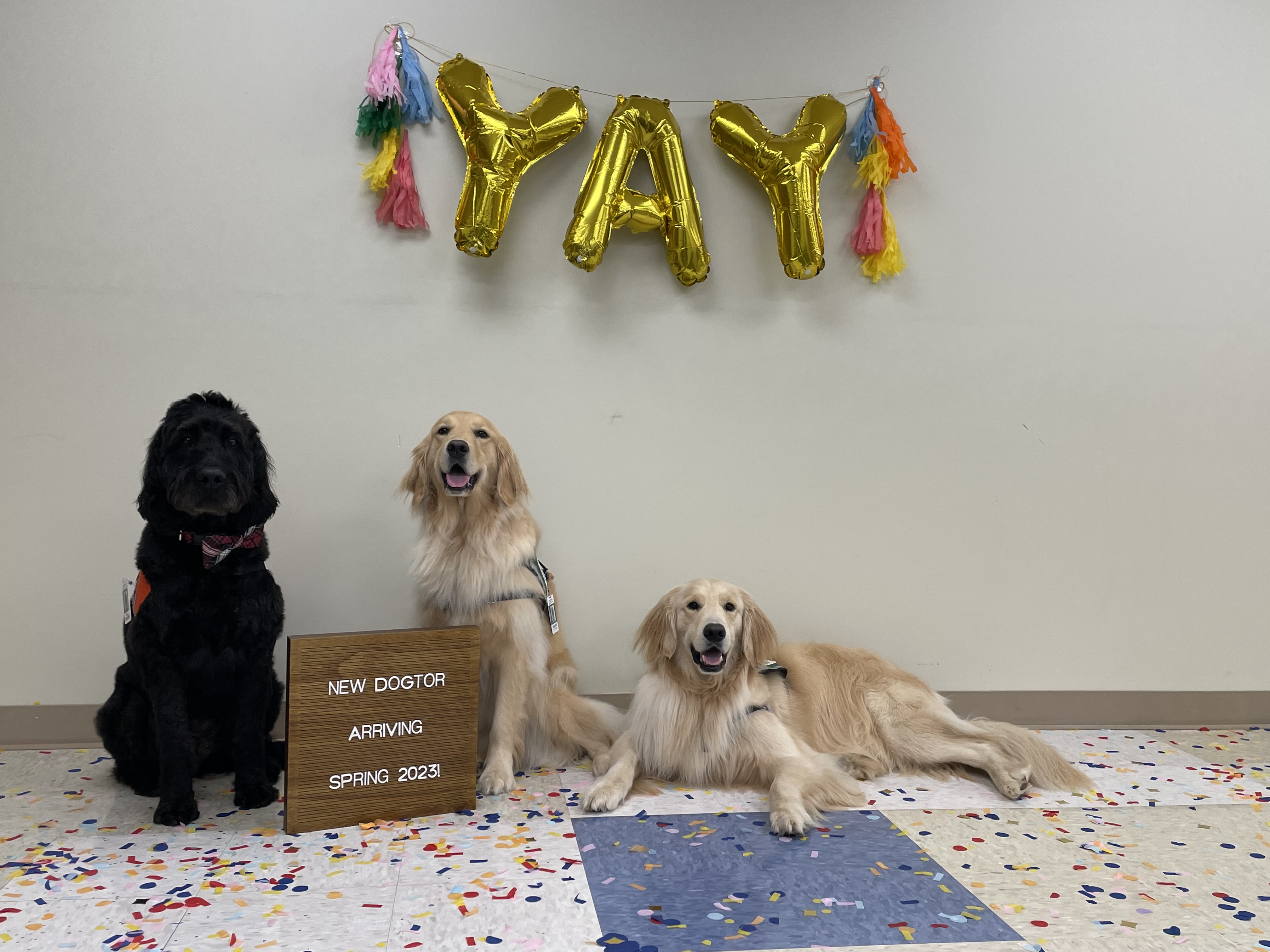 Huntsville Hospital Foundation Expands Canines for Coping Facility Dog Program to Madison Hospital